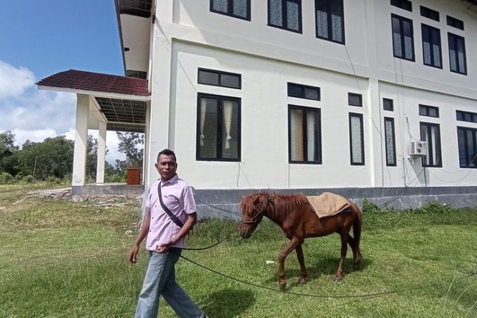 Dosen Program Studi di Luar Kampus Utama (PSDKU) Universitas Pattimura, Selfanya Sairiltiata, dengan kuda yang ditungganginya untuk pergi ke kampus di tengah kelangkaan BBM yang melanda Maluku Barat Daya. (Foto: Priska Birahy/Kompas.com)