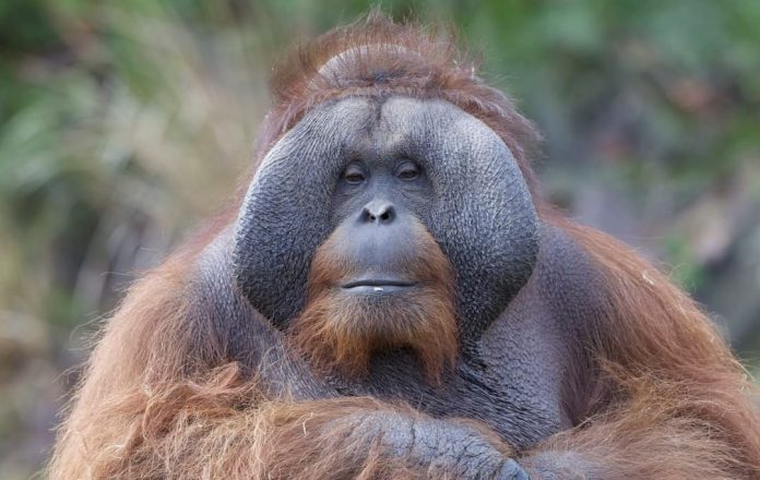 Sibu, orangutan jantan yang telah menghuni Kebun Binatang Dublin di Irlandia. (Foto: X @DublinZoo/THE EDITOR)