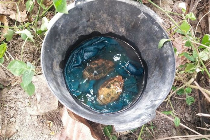 Dua granat aktif yang ditemukan anak-anak di Kabupaten Sergai, Sumatera Utara. (Foto: Polres Tebing Tinggi/THE EDITOR)