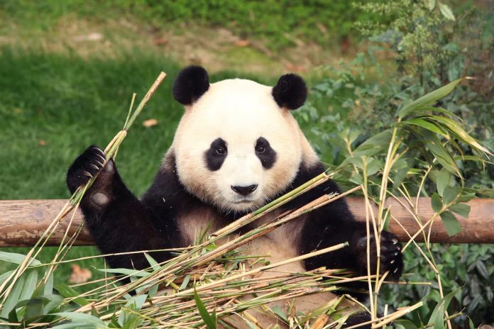 Panda Fu Bao di kebun binatang taman hiburan Everland di Yongin, Korea Selatan. (Foto: Chung Sung-Jun/Pool via Reuters)