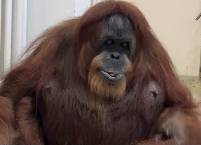 Bella, orangutan tertua di dunia, saat menikmati kue ulang tahunnya bersama Berani. (Foto: Instagram @tierpark_hagenbeck)