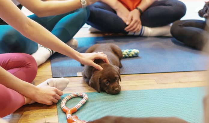 Seekor anak anjing di suatu sesi puppy yoga. (Foto: Pups Yoga/THE EDITOR)