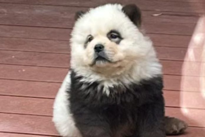 Salah satu ‘anjing panda’ yang dipamerkan di sebuah kebun binatang di Provinsi Jiangsu, China, selama liburan Hari Buruh. (Foto: Jiupai News via Mothership)