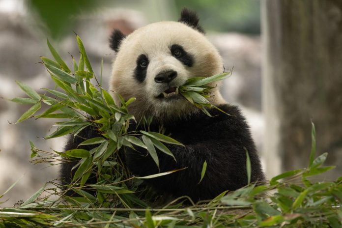 Panda Qing Bao di habitatnya di Dujiangyan Base di Sichuan, China. (Foto: Roshan Patel/Smithsonian’s National Zoo and Conservation Biology Institute)