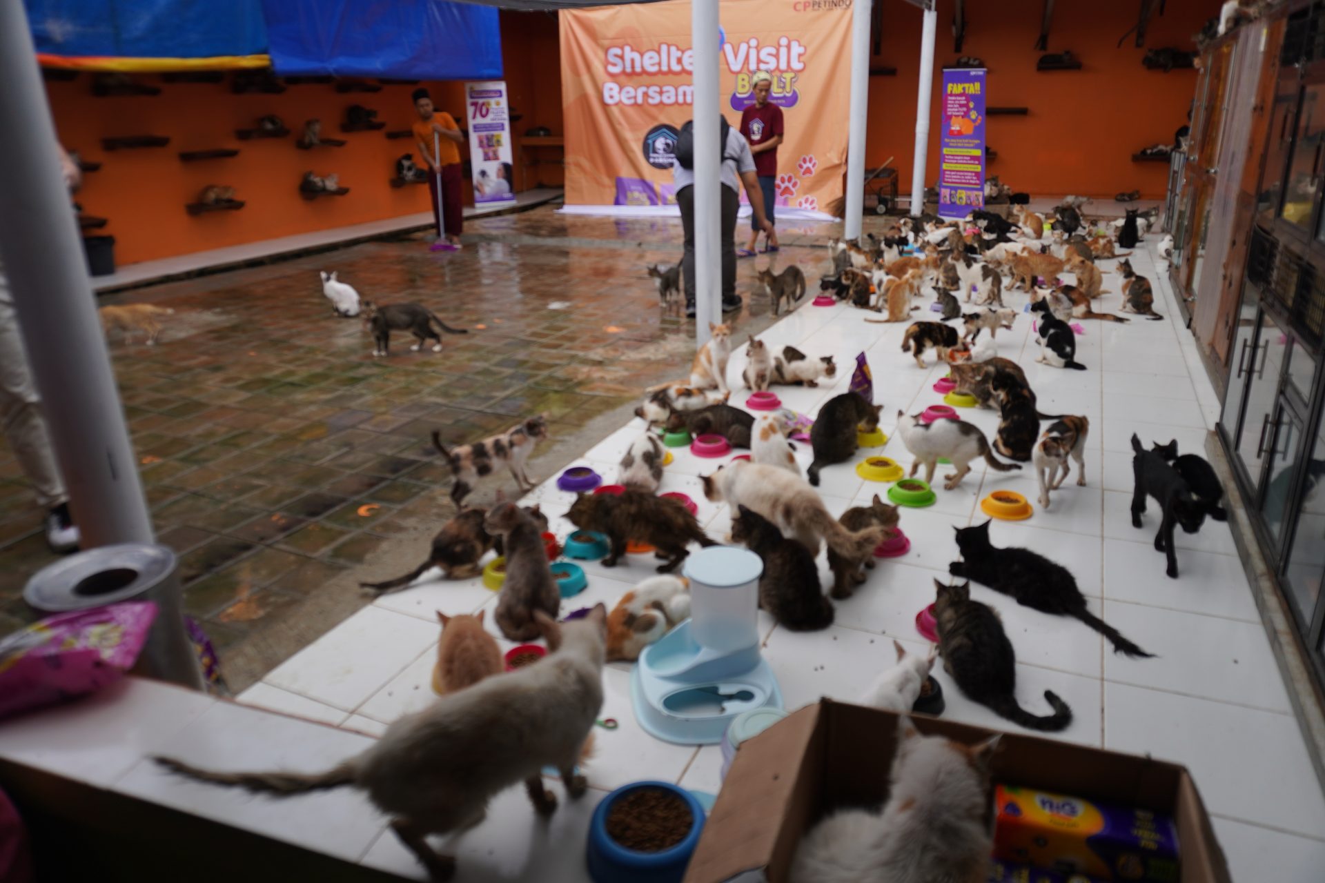 Puluhan kucing-kucing domestik di shelter Rumah Kucing Parung (FOTO: Public Relations/THE EDITOR)