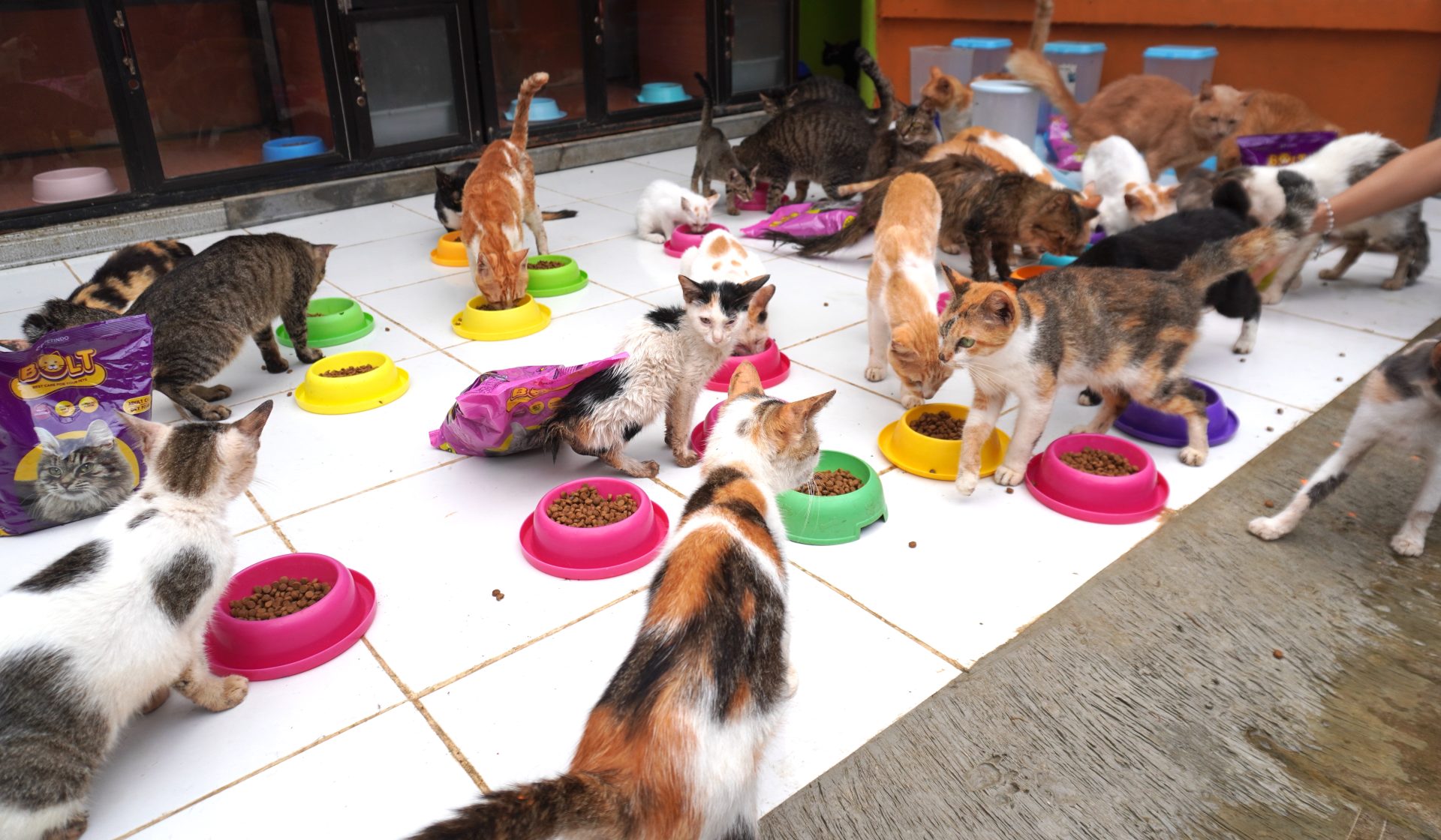 Kucing-kucing domestik yang berada di Rumah Kucing Parung tengah menikmati makanan yang disajikan kepada mereka (FOTO: Public Relations/THE EDITOR)