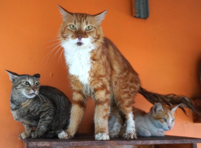 Kucing yang ada di shelter Rumah Kucing Parung (FOTO: Public Relations/THE EDITOR)
