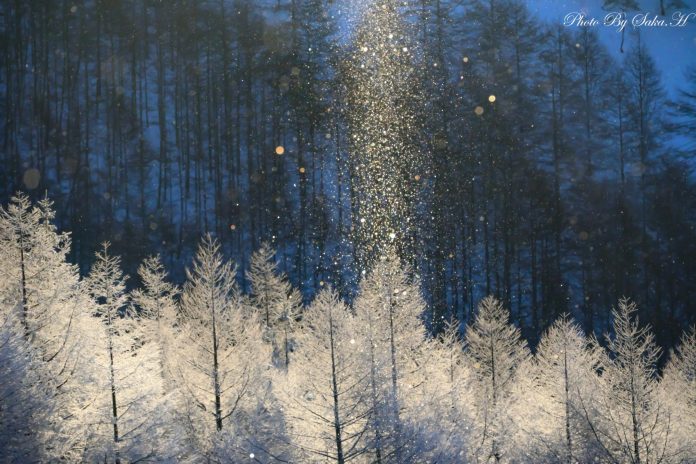 Fenomena Debu Berlian berwarna emas terlihat menggelantung di atas pepohonan di Kirigamine, Nagano Prefecture di Jepang pada 2 Desember 2024 lalu. (Foto: Hiromi Sakata)