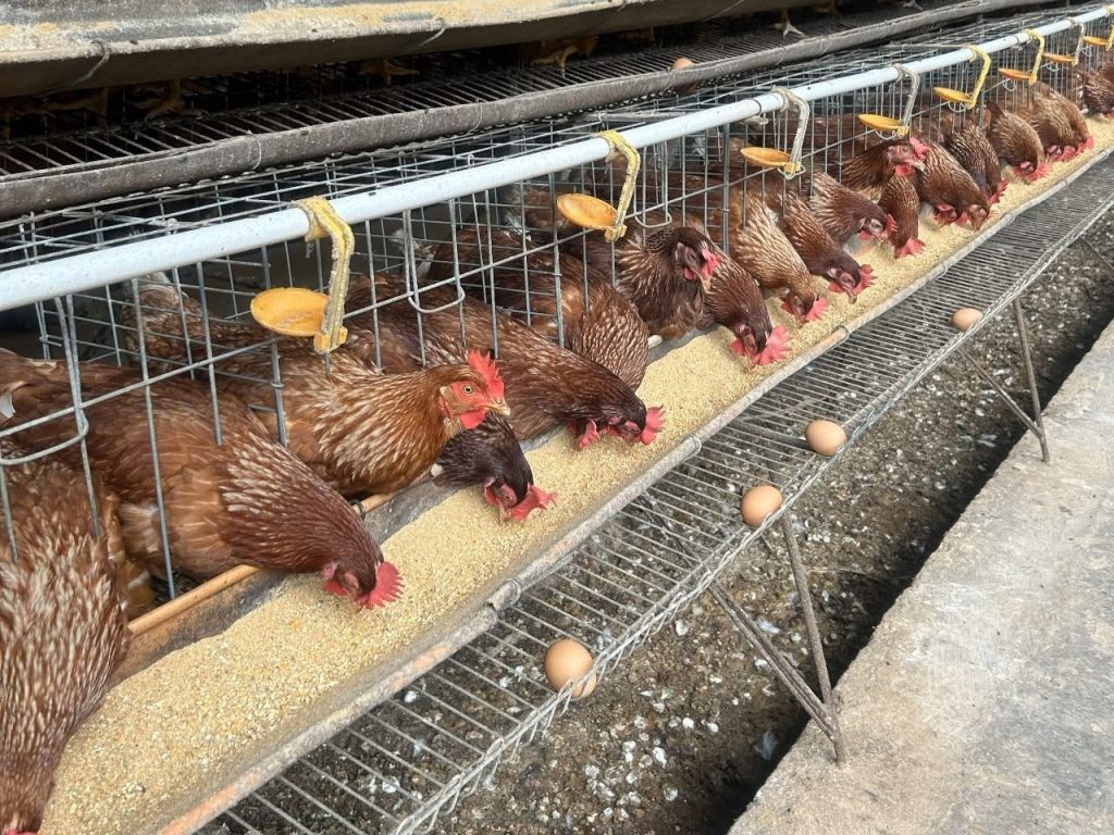 Ayam petelur (Foto: Kementerian Pertanian)