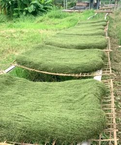 Tembakau Hijau khas desa Batu Karang yang sudah mencapai tahap akhir pengeringan dan akan segera dikemas dalam plastik. (Foto: Facebook @Mbako Ratah Batukarang).